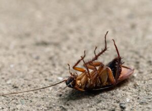 Cockroach Control